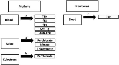 Exposure to Perchlorate in <mark class="highlighted">Lactating Women</mark> and Its Associations With Newborn Thyroid Stimulating Hormone